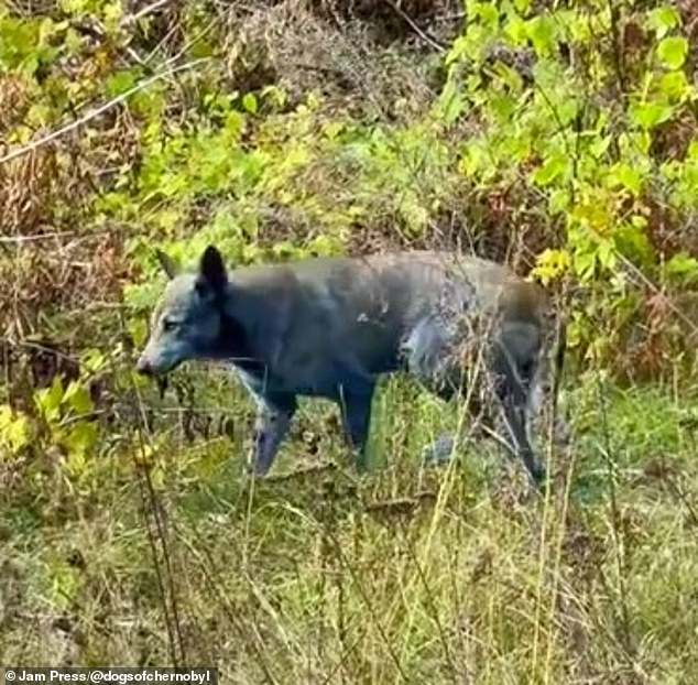 The group, called Dogs of Chernobyl, shared a video showing several packs of dogs with at least one completely blue