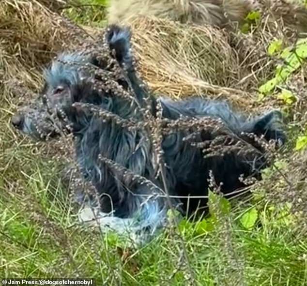 While the exact cause for the dogs turning blue is unknown, the team speculated that the animals rolled around in chemicals