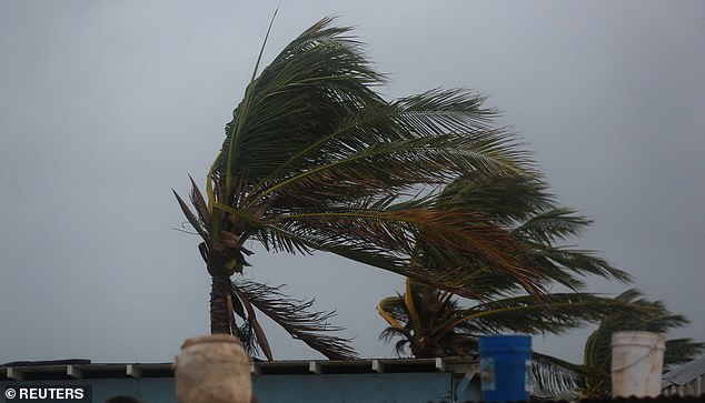 Palm trees are shaken by the wind, ahead of Hurricane Melissa at Hellshire Beach, in the coastal town of Hellshire, Jamaica, October 26, 2025.  REUTERS/Octavio Jones