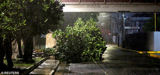 A fallen tree lies on a street while it rains, as Hurricane Melissa approaches, in Kingston, Jamaica, October 27, 2025.  REUTERS/Octavio Jones
