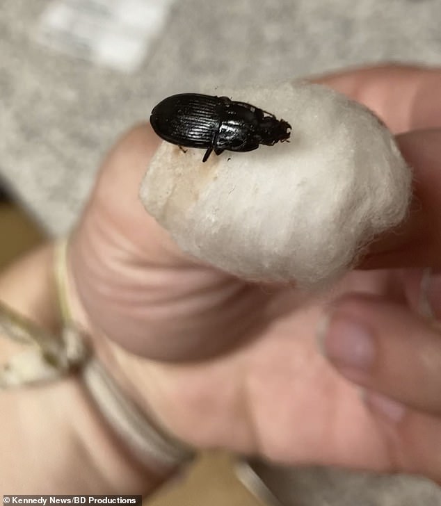 Pictured above is the beetle found in Doyle's ear