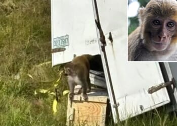 'Aggressive' herpes-infected monkey on the loose after truck flips on highway hauling primates carrying hep C & Covid