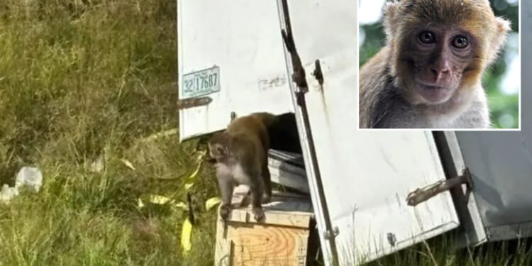 'Aggressive' herpes-infected monkey on the loose after truck flips on highway hauling primates carrying hep C & Covid
