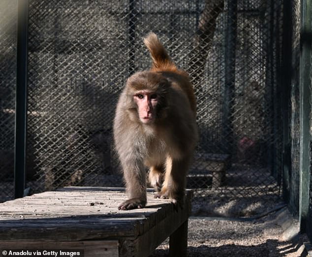 The species were identified as Rhesus monkeys, which are the most global nonhuman primates