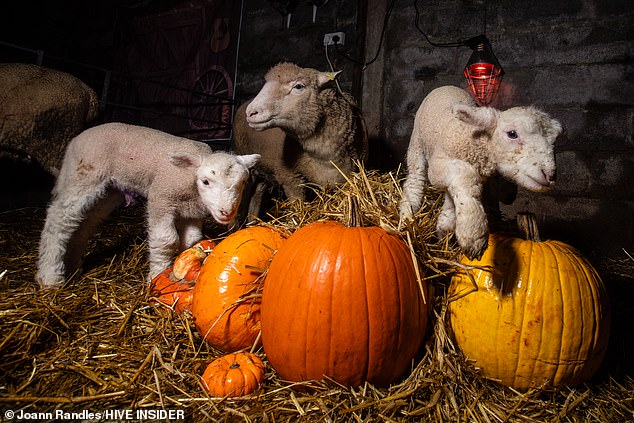 The lambs are waiting to meet those ditching going door-to-door in favour of more wholesome activities