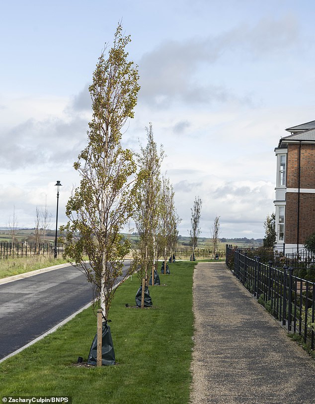 Pictured: The controversial trees that have already been planted in Poundbury