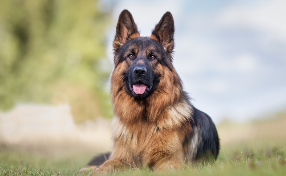 German Shepherd dog lying on grass outdoors.