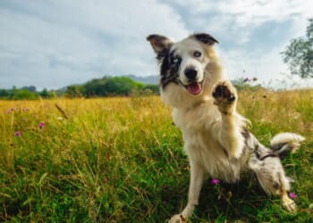 The 5 most intelligent dog breeds according to a vet