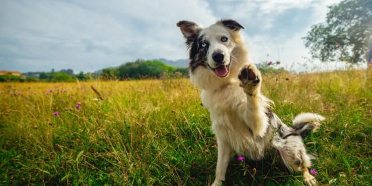 The 5 most intelligent dog breeds according to a vet