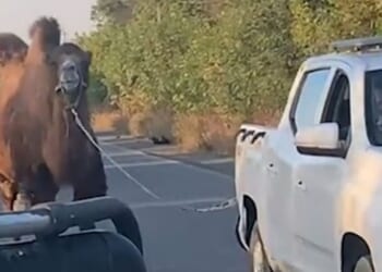 Shocking moment Ukraine rescues Putin’s WAR CAMEL used by desperate Russians in failing invasion