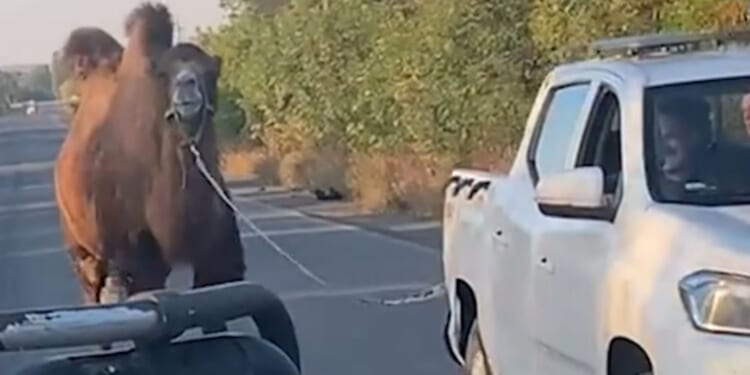 Shocking moment Ukraine rescues Putin’s WAR CAMEL used by desperate Russians in failing invasion