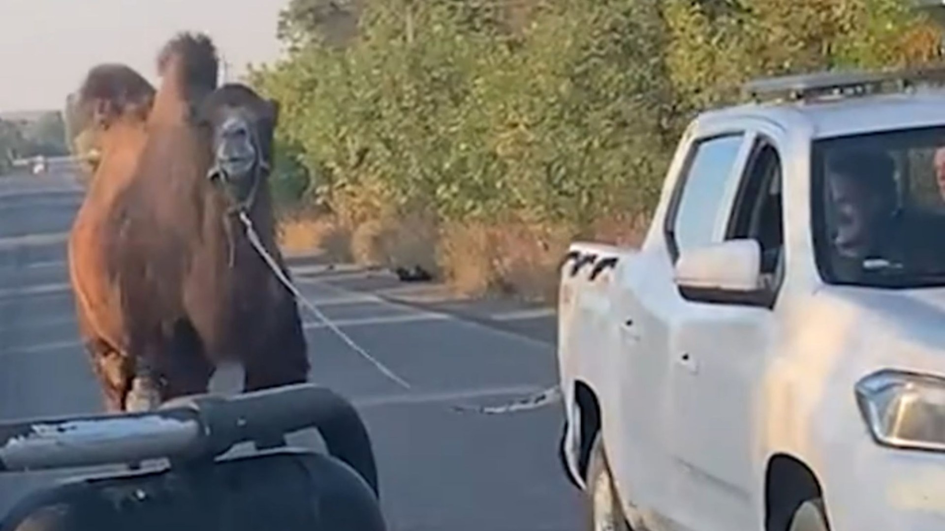 Shocking moment Ukraine rescues Putin’s WAR CAMEL used by desperate Russians in failing invasion