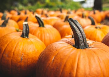 Cheapest supermarket to buy a pumpkin right now