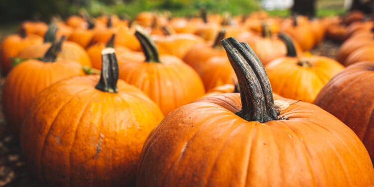 Cheapest supermarket to buy a pumpkin right now