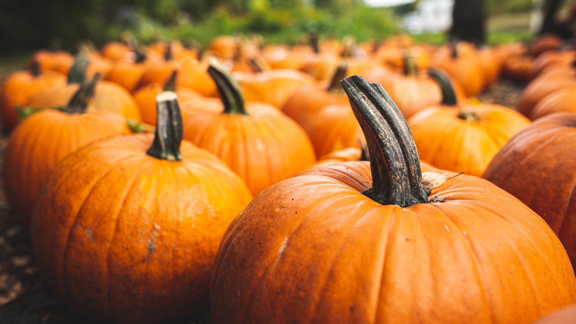 Cheapest supermarket to buy a pumpkin right now