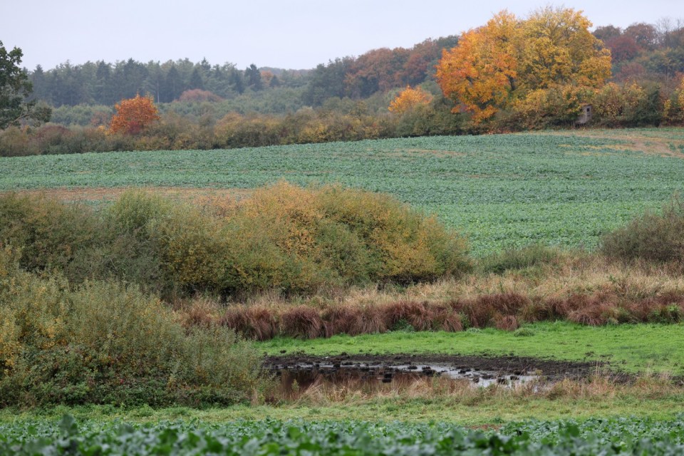 A rural landscape with green fields and distant trees changing color in autumn, with a small pond in the middle ground.