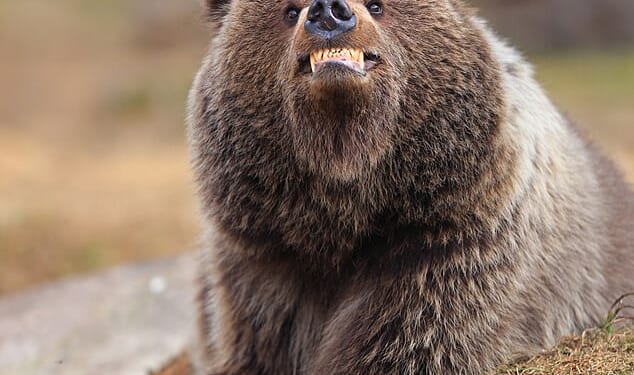 From a ballerina bird, a smoking duck and a penguin Pied Piper - this year¿s Nikon Comedy Wildlife Photography Awards finalists prove that animals can be every bit as funny as we are. 'Smile, you're being photographed: A bear appears to be smiling at the camera