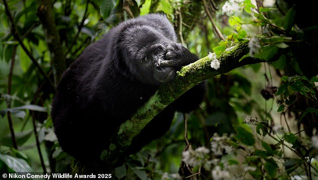 'Monkeying Around': A gorilla is photographed picking its nose