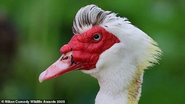 'How embarrassing!':Video grab shows a red faced Muscovy duck