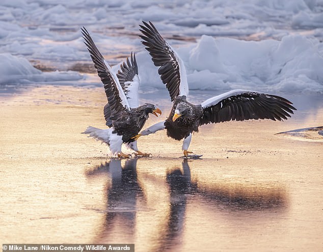 The 2025 shortlist includes 40 brilliantly timed photos and ten laugh-out-loud videos capturing the lighter side of the natural world. 'Steller Eagles Practice Kung Fu Tango': Two eagles tussle in front of a snowy backdrop
