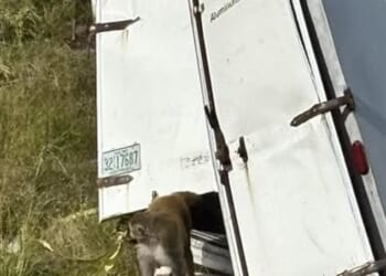 The Jasper County Sheriff's Department announced that a truck flipped over on a Mississippi interstate on Tuesday, carrying rabid monkeys