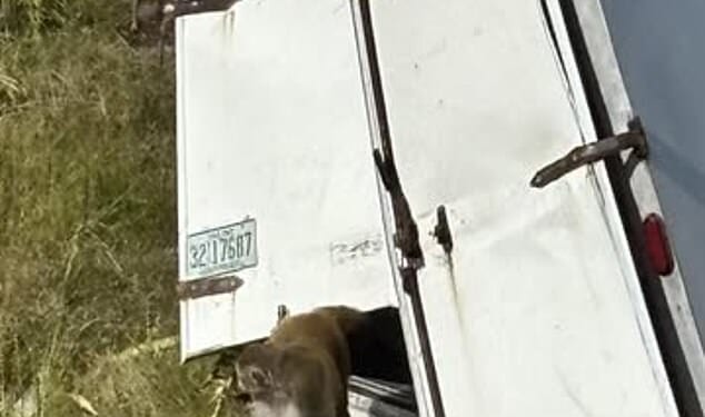 The Jasper County Sheriff's Department announced that a truck flipped over on a Mississippi interstate on Tuesday, carrying rabid monkeys