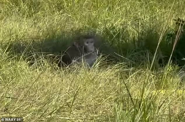 Tulane University said in a statement that the monkeys weren't exposed to any infectious agents and weren't being transported by their research department