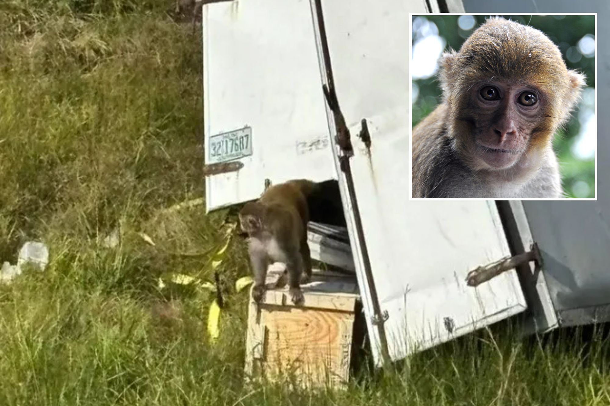 An image collage containing 2 images, Image 1 shows NINTCHDBPICT001034577214, Image 2 shows Myanmar Bagan Popa mountain park Rhesus Macaques Monkey