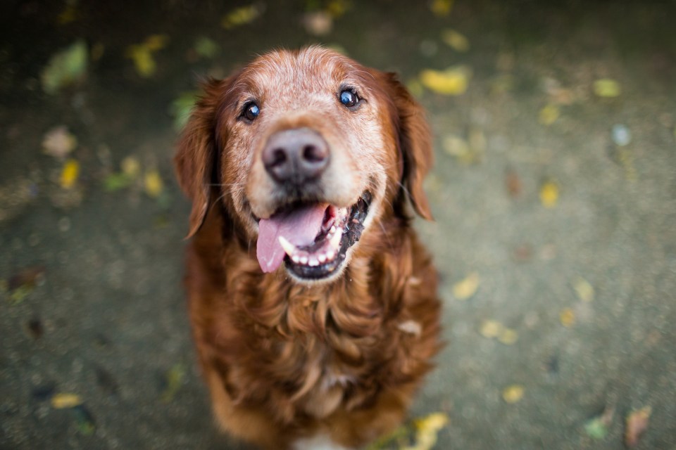 A senior Golden Retriever with a white face looking up with its tongue out, set against a background of fallen autumn leaves.