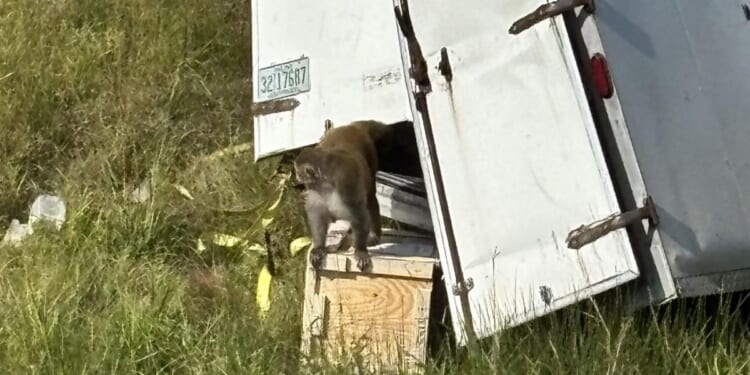 An unknown number of rhesus monkeys escaped from a truck in Mississippi on Oct. 28, 2025.