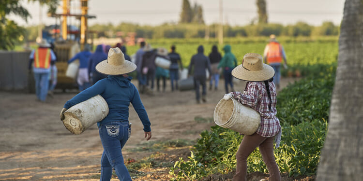 Amid immigration enforcement, migrant farmworkers’ numbers are falling