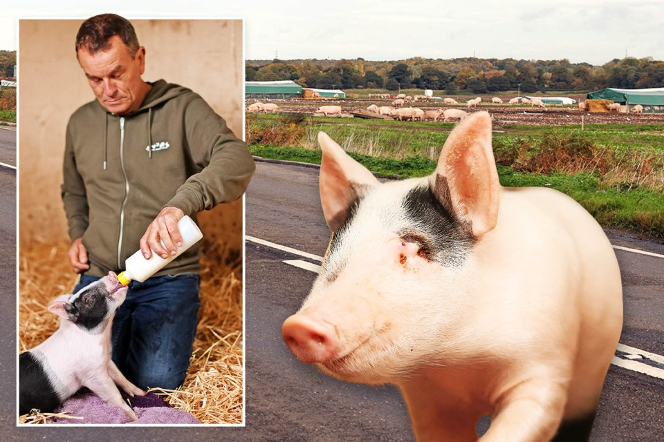 Collage of a man bottle-feeding a piglet in a barn, and a large pig on a road with a pig farm in the background.