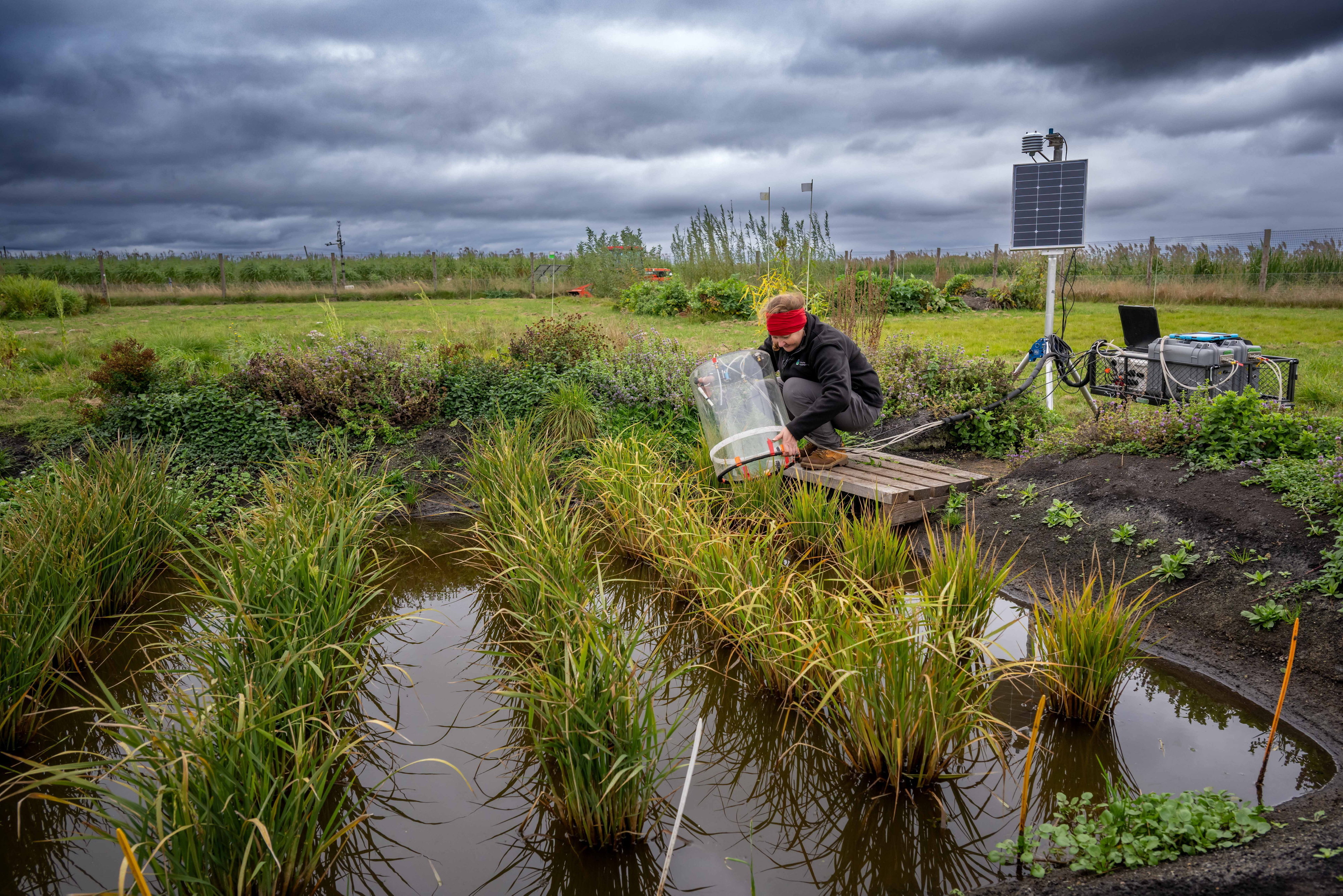 Terhi Riutta testing rice plants in paddy fields in the Cambridgeshire Fens.