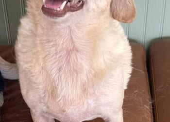 Chihuahua who went missing five years ago finally found hundreds of miles away