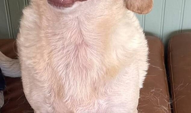 Chihuahua who went missing five years ago finally found hundreds of miles away