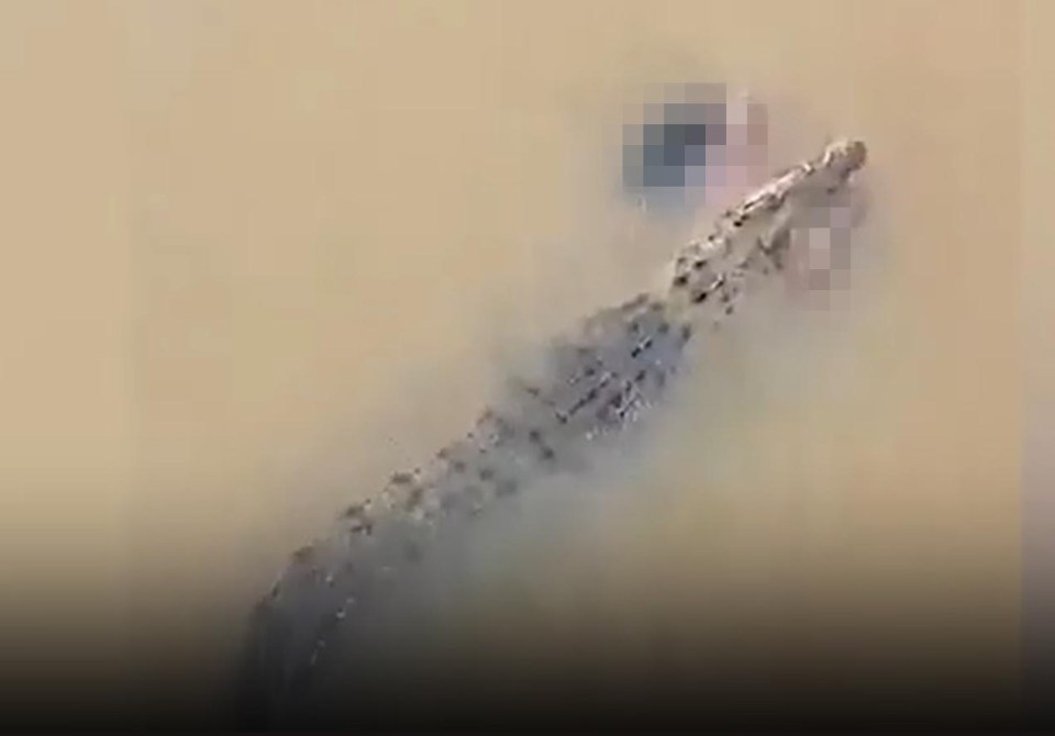 A crocodile in murky brown water with its prey in its mouth, which is blurred out.