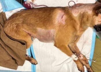 K-9 Roam suffered multiple stab wounds and his left hind leg was amputated, but his handler says, "He is still a happy boy and has been getting plenty of rest."