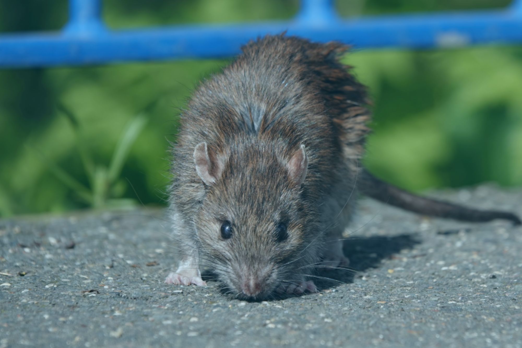 An image collage containing 1 images, Image 1 shows Brown rat sniffing food on a footpath