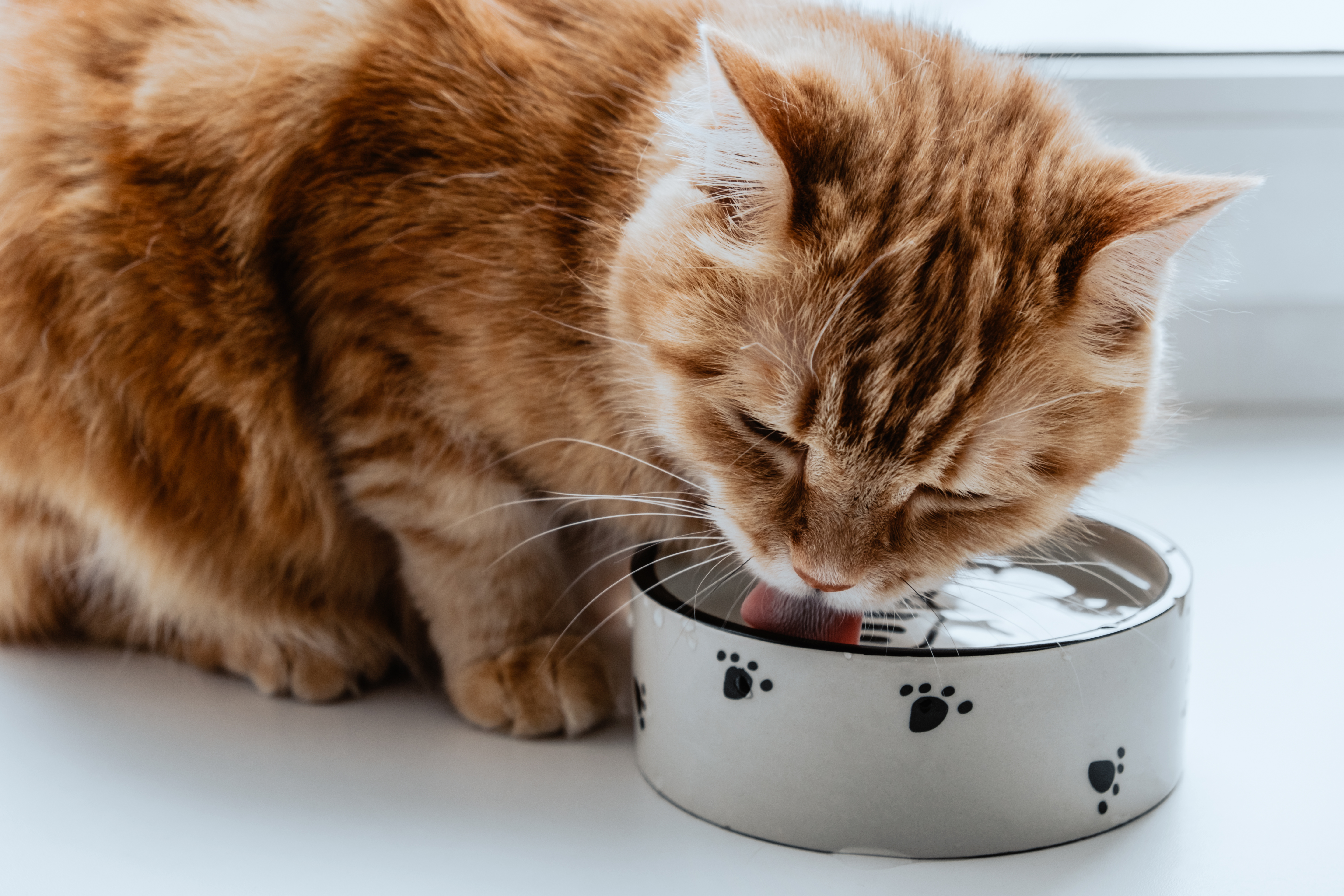 Orange cat drinking water from a bowl with paw prints.