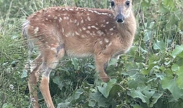Michigan lawmakers called on Governor Gretchen Whitmer to immediately prevent the state Department of Natural Resources (DNR) from euthanizing Peanut, a rescued baby fawn (pictured)