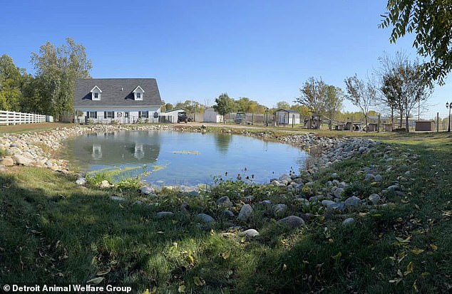 DNR claimed that the Detroit Animal Welfare Group (DAWG), a non-profit no-kill sanctuary that cared for Peanut (pictured), missed a paperwork deadline and can no longer keep the animal in human care