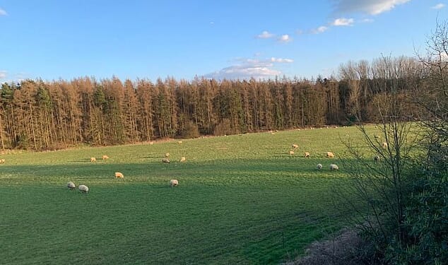 After their first planning application in the town of Radlett was rejected two years ago, developers Fairfax Properties submitted new, largely similar plans to Hertsmere Council which claimed the land was grey belt (Pictured: Proposed development site)