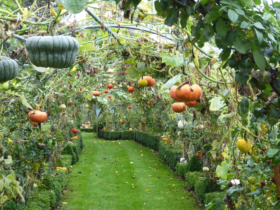 A garden arch covered in gourds and pumpkins of various sizes and colors, over a green lawn and trimmed hedges.