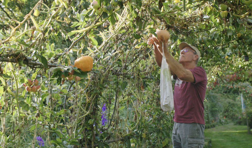 A garden path under an archway of hanging gourds and pumpkins.