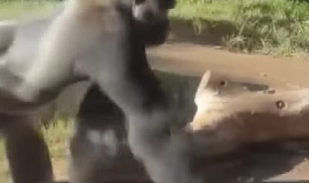 A 10-year-old western lowland gorilla suddenly charged at the glass barrier of his enclosure at the San Diego Zoo this weekend, shattering one of its three protective layers
