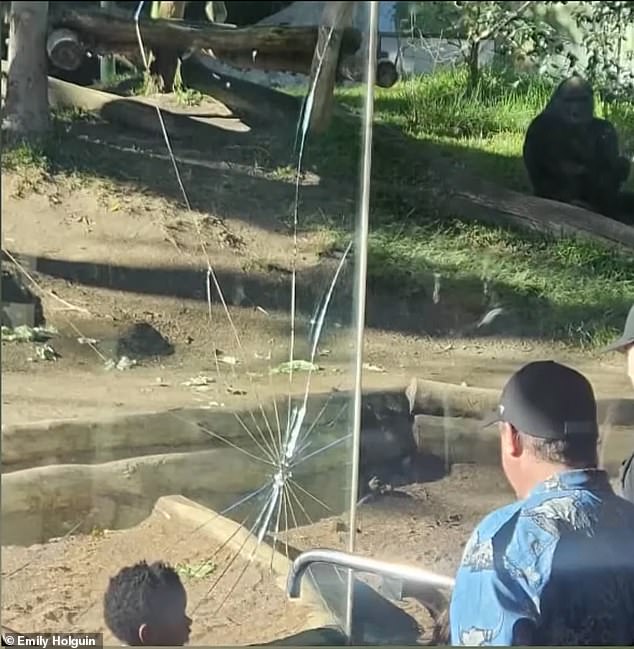 The powerful primate, a 400-pound gorilla named Denny, smashed a section of tempered glass at the zoo's Gorilla Forest habitat on Saturday afternoon
