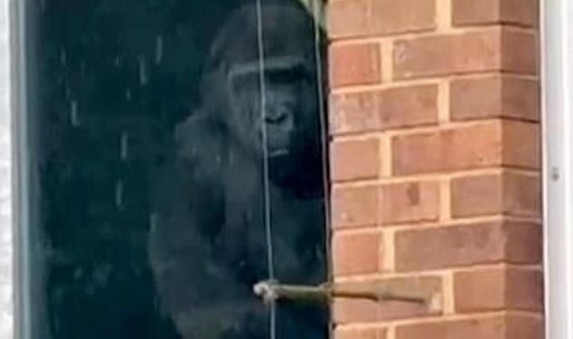 The video shows the apes pressing against the glass of their enclosure, as the visitor claims they were able to 'just walk straight in' with no sign of staff or security on site