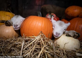 Pictures show the adorable animals nestled between multi-coloured pumpkins