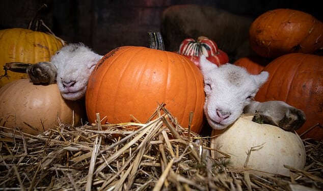 Pictures show the adorable animals nestled between multi-coloured pumpkins