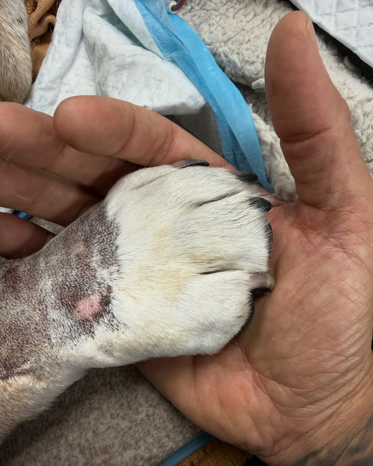 Hand holding a dog's paw.